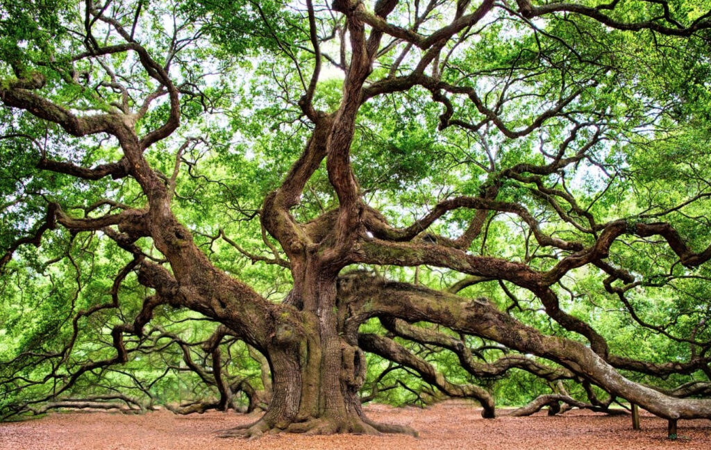 Photograph of a beautiful old oak tree