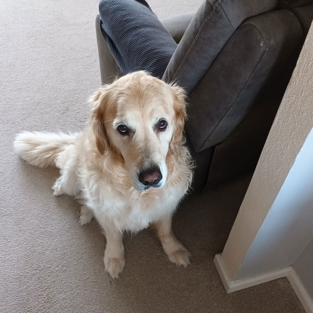 Julie Bisson's Golden Retriever, Harland Accountants, Helston in Cornwall