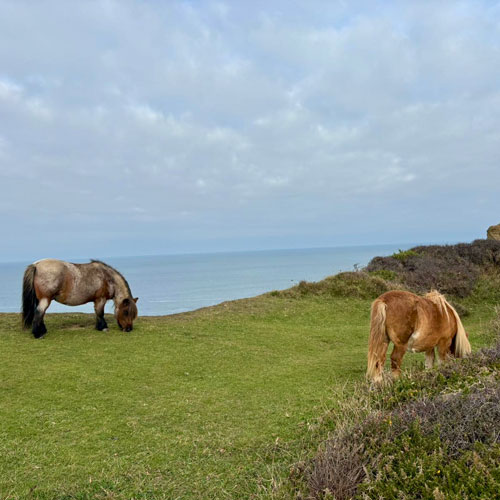 Cornish Coast Path Challenge - Harland Accountants raise money for Cornwall Mind