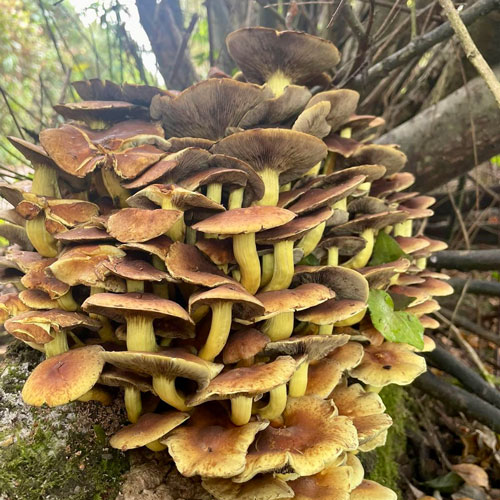 Cornish Coast Path Challenge - Harland Accountants raise money for Cornwall Mind