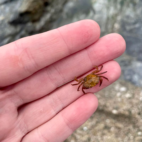Cornish Coast Path Challenge - Harland Accountants raise money for Cornwall Mind